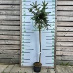 Smrek pichľavý (Picea pungens) ´PENDULA´ - výška: 130-150 cm, kont. C5L – na kmienku